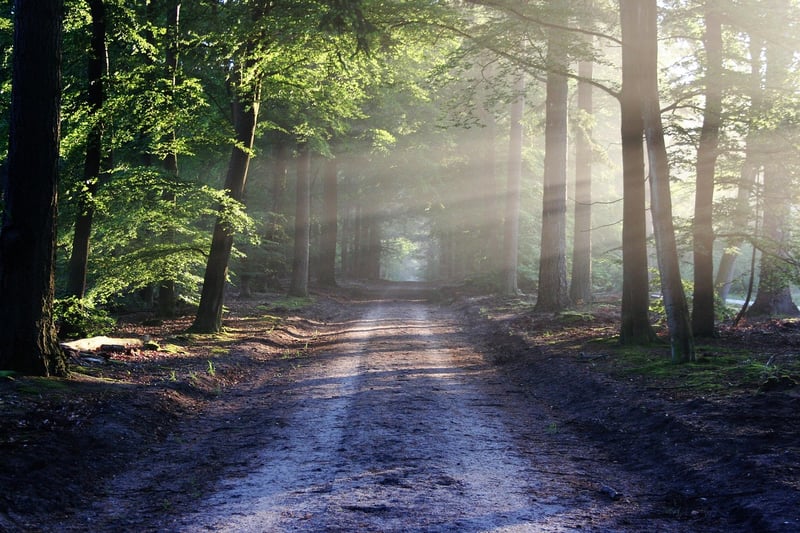 Mythical Forest